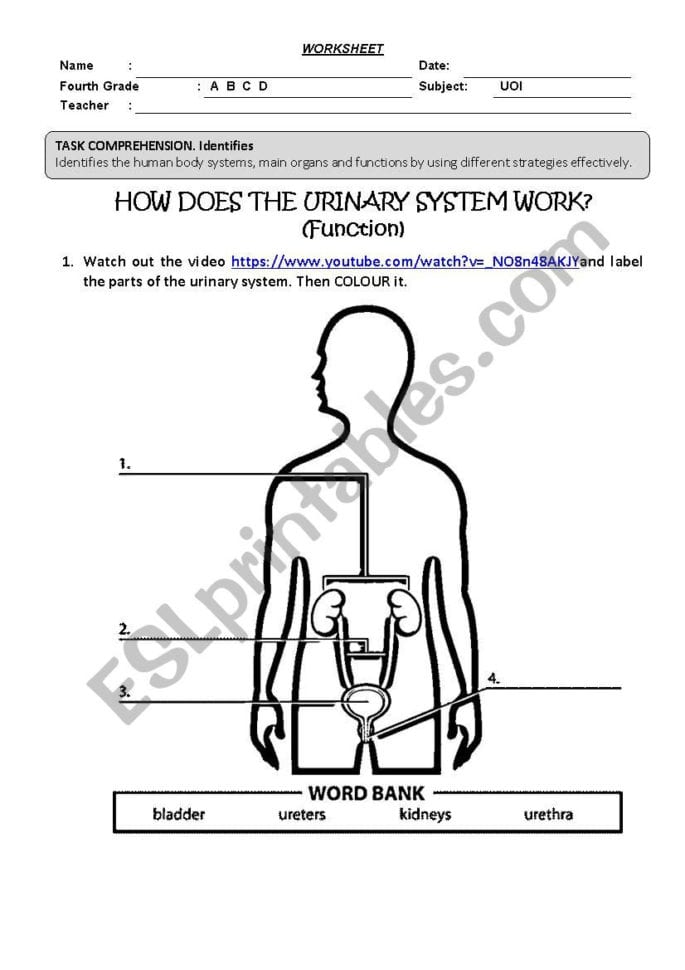 Urinary System  Esl Worksheetkarito Cueva