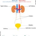 Urinary System For Kids  Human Urinary System  Human Body