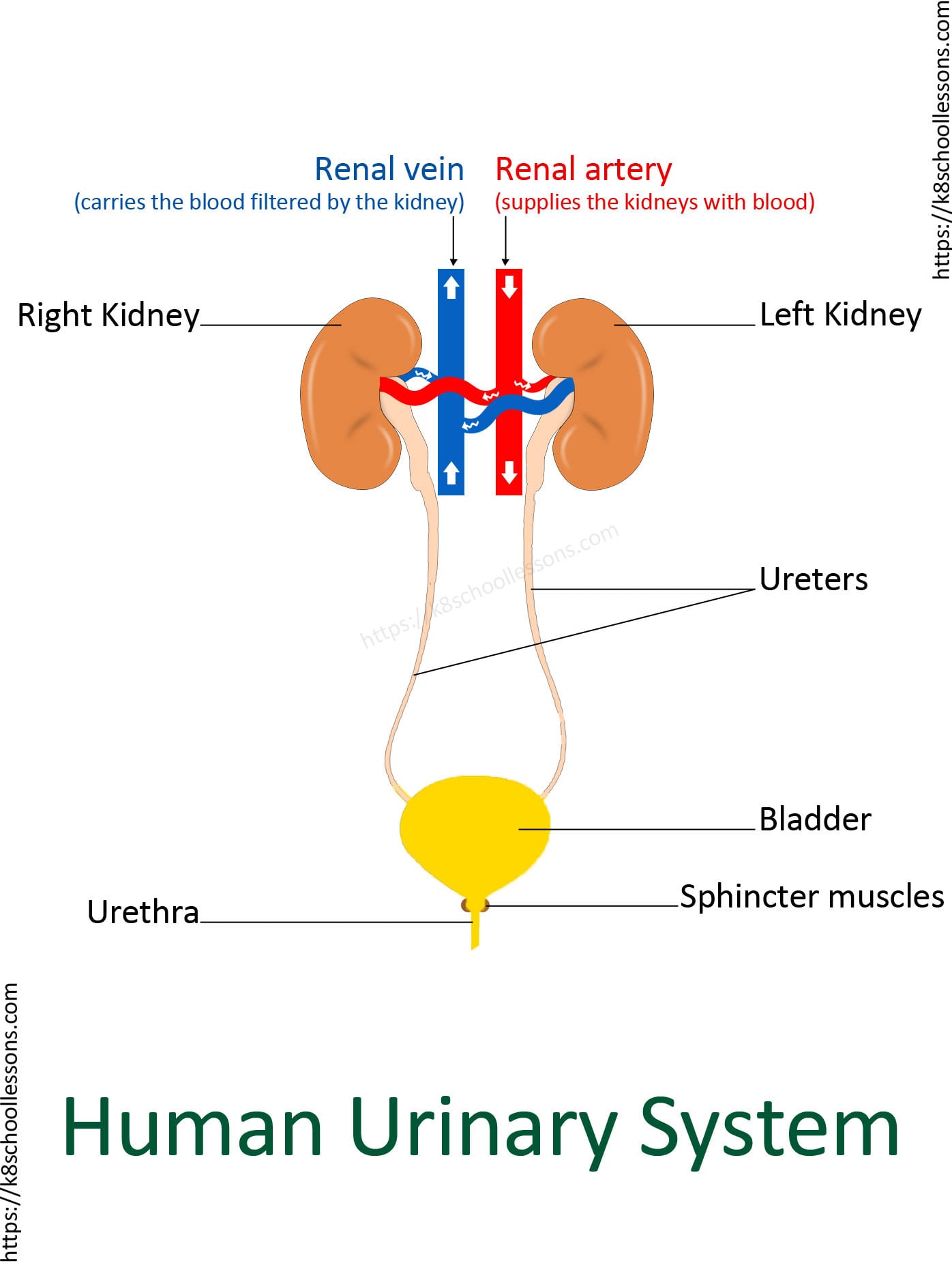 Urinary System For Kids  Human Urinary System  Human Body