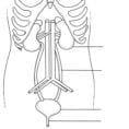Urinary System Worksheet Coloring Page  Free Printable