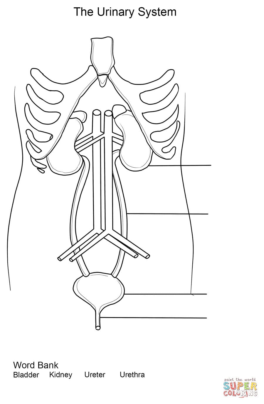 Urinary System Worksheet Coloring Page  Free Printable