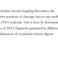 Uses Of Restriction Enzymes  Ppt Download