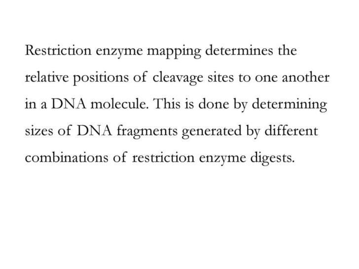 Restriction Enzyme Worksheet Answers