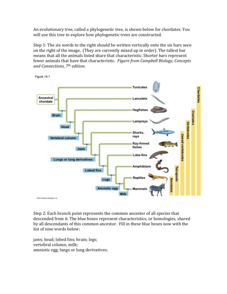 Phylogenetic Tree Worksheet — db-excel.com