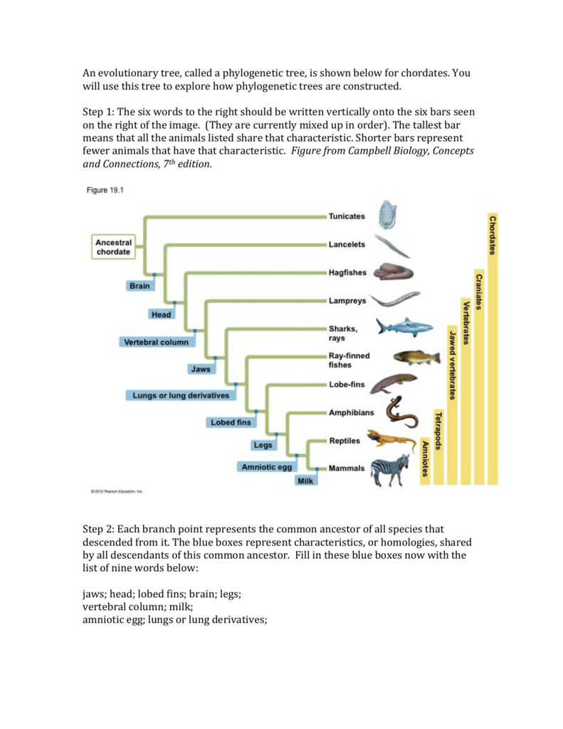 phylogenetic tree ap biology worksheet