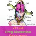 Virtual Frog Dissection Resources  Startsateight