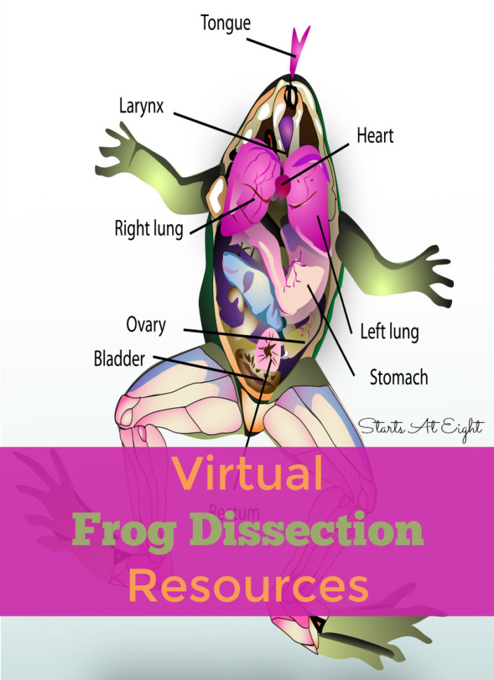 Virtual Frog Dissection Resources  Startsateight