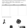 Virus And Bacteria Worksheet