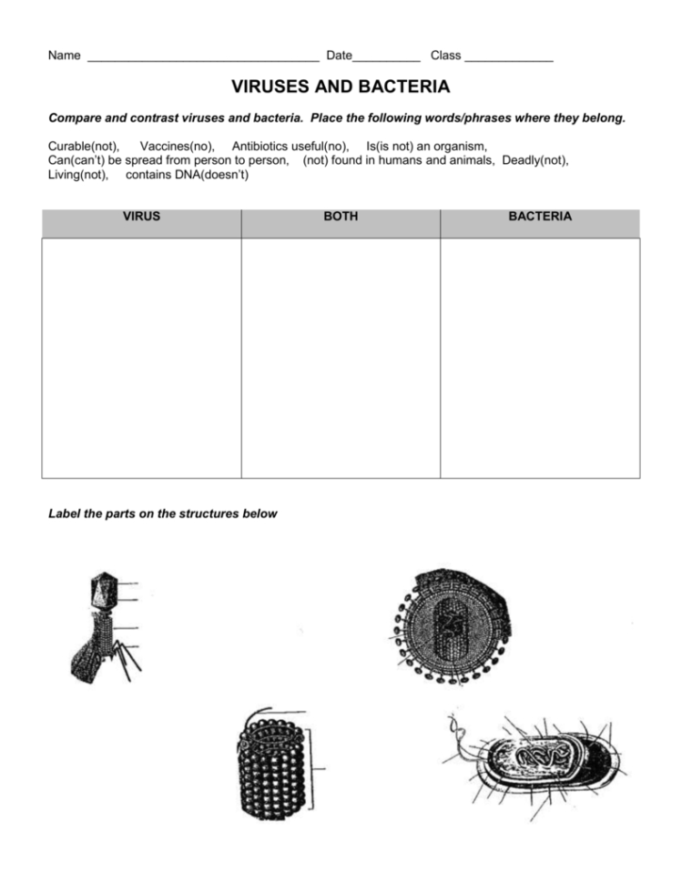 Virus And Bacteria Worksheet