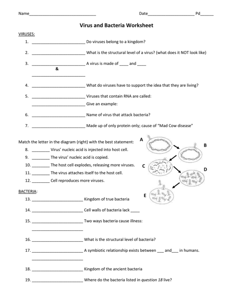 Viruses And Bacteria Worksheet