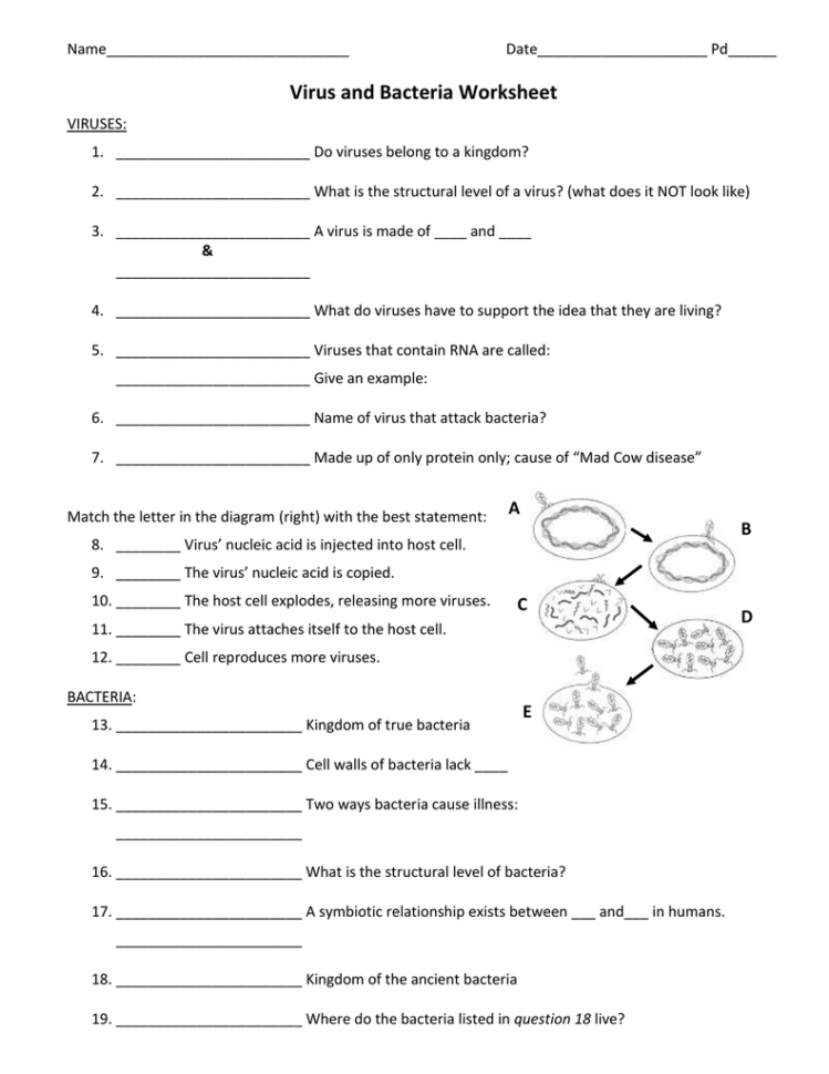 Virus And Bacteria Worksheet