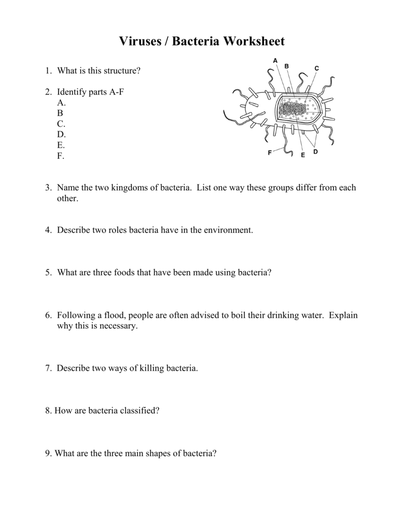 Viruses  Bacteria Worksheet