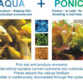 What Is Aquaponics  The Aquaponic Source