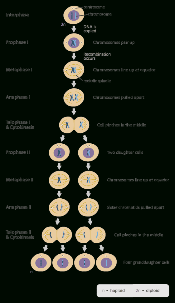 What Is Meiosis  Facts  Yourgenome