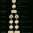 What Is Meiosis  Facts  Yourgenome