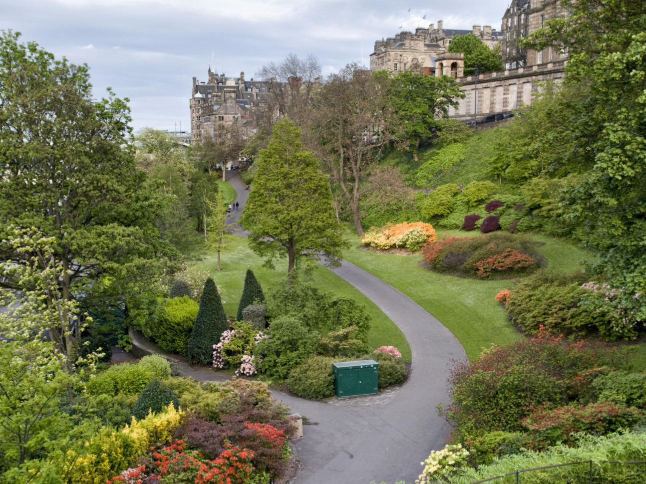 What Is The Difference Between A Tree And A Shrub