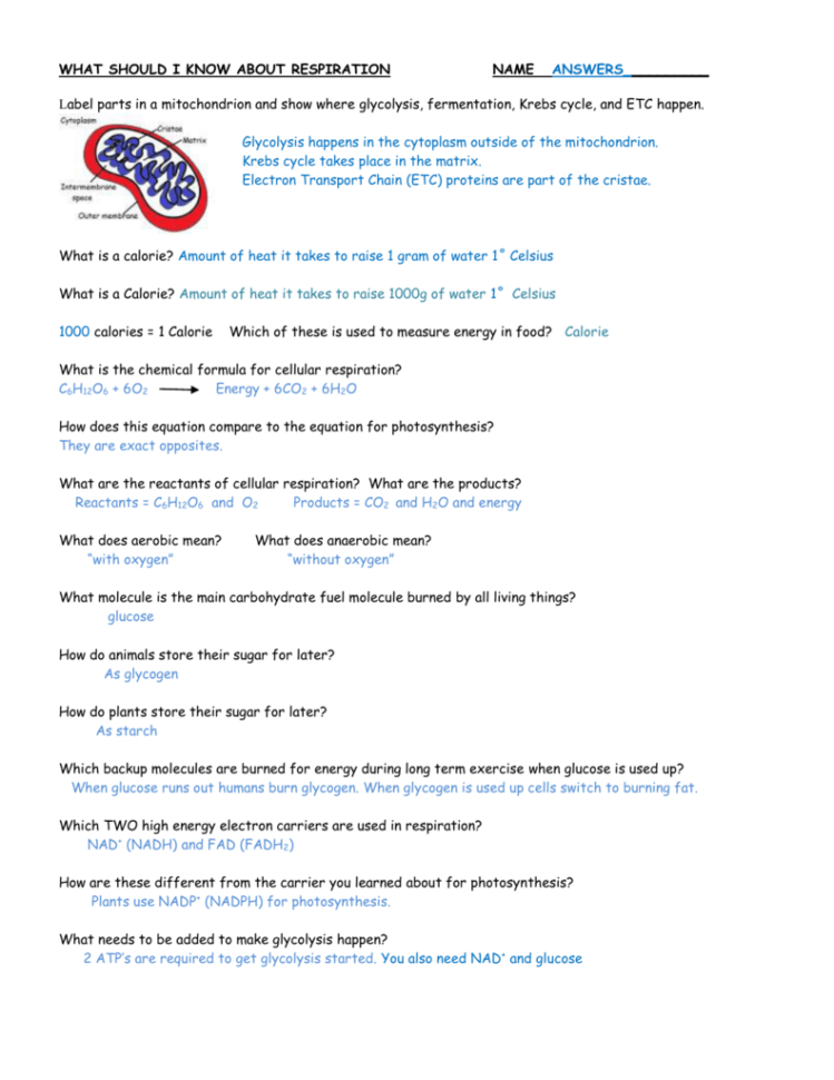 What Should I Know About Respiration Name Answers