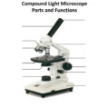 Where Compound Microscope Parts And Functions  Clipart