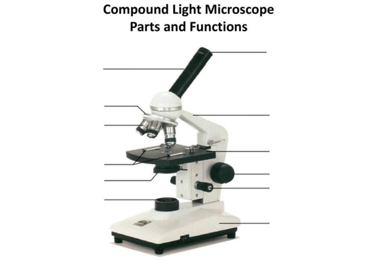 Using A Compound Light Microscope Worksheet