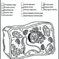 White Blood Cells Coloring Worksheet – Sandboxpaperco