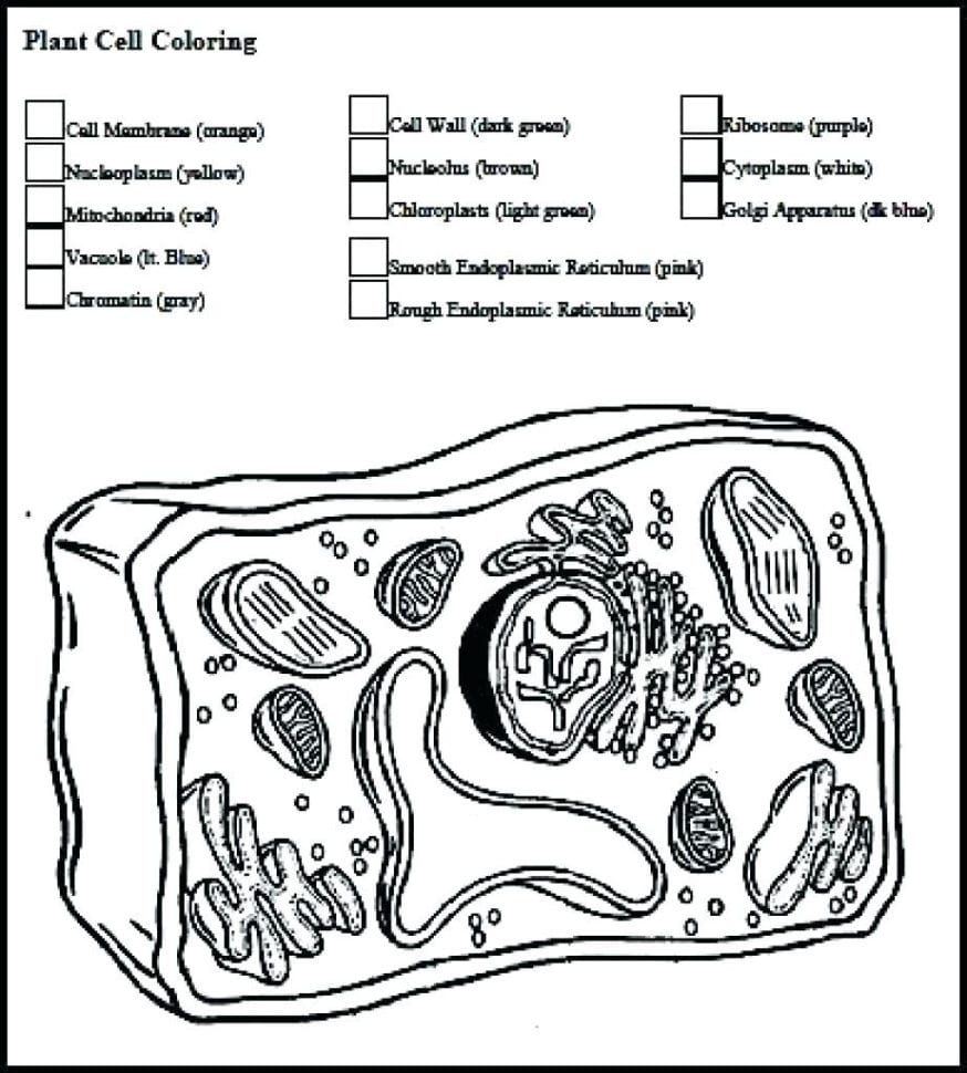White Blood Cells Coloring Worksheet – Sandboxpaperco