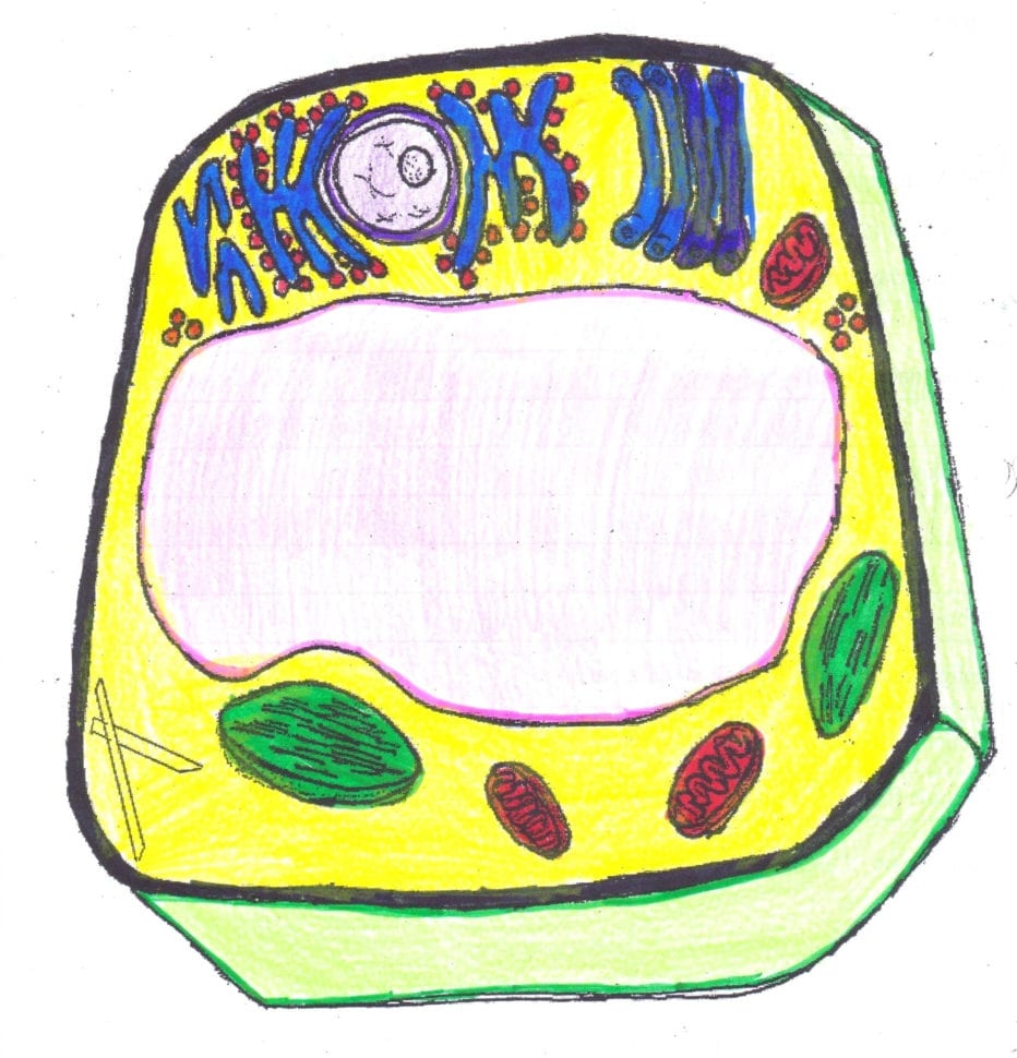 White Blood Cells Coloring Worksheet – Sandboxpaperco
