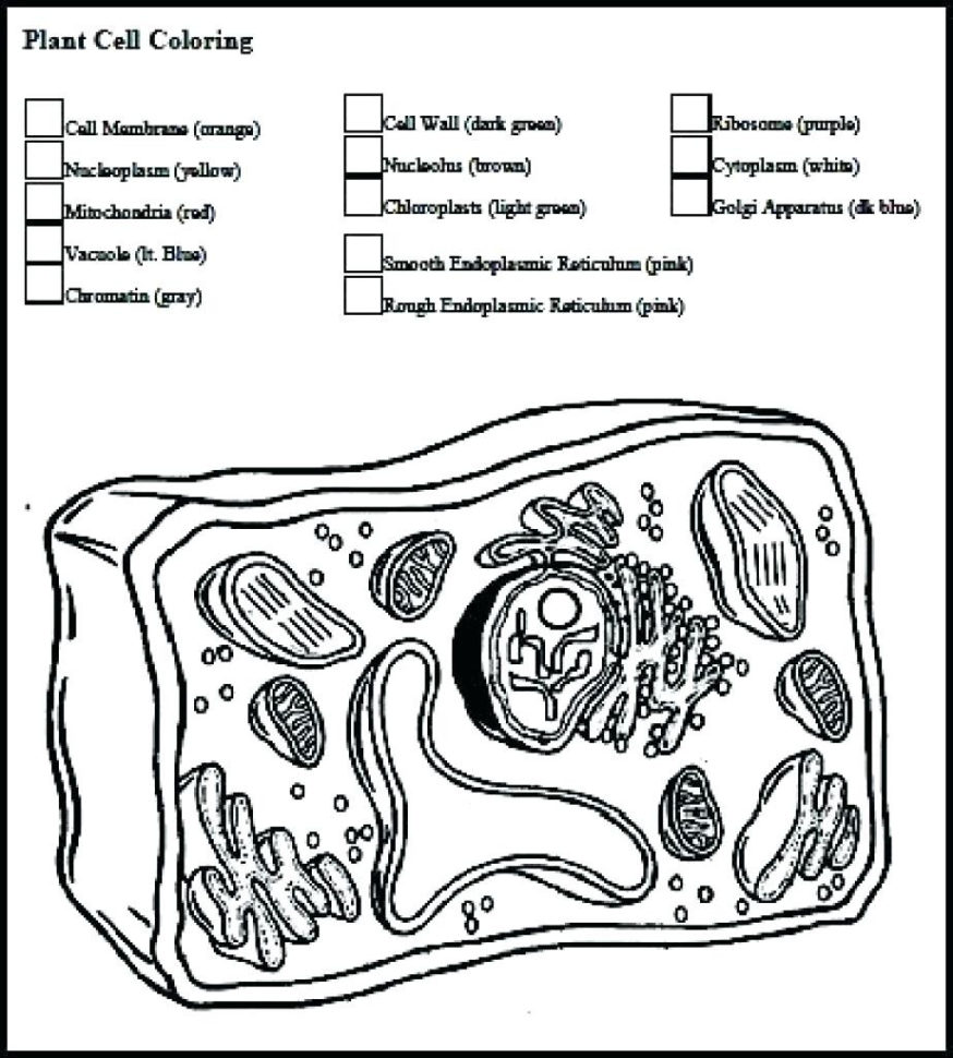 White Blood Cells Coloring Worksheet – Sandboxpaperco