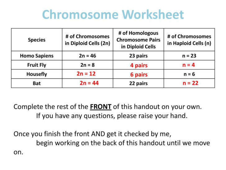 Chromosome Worksheet Answer Key