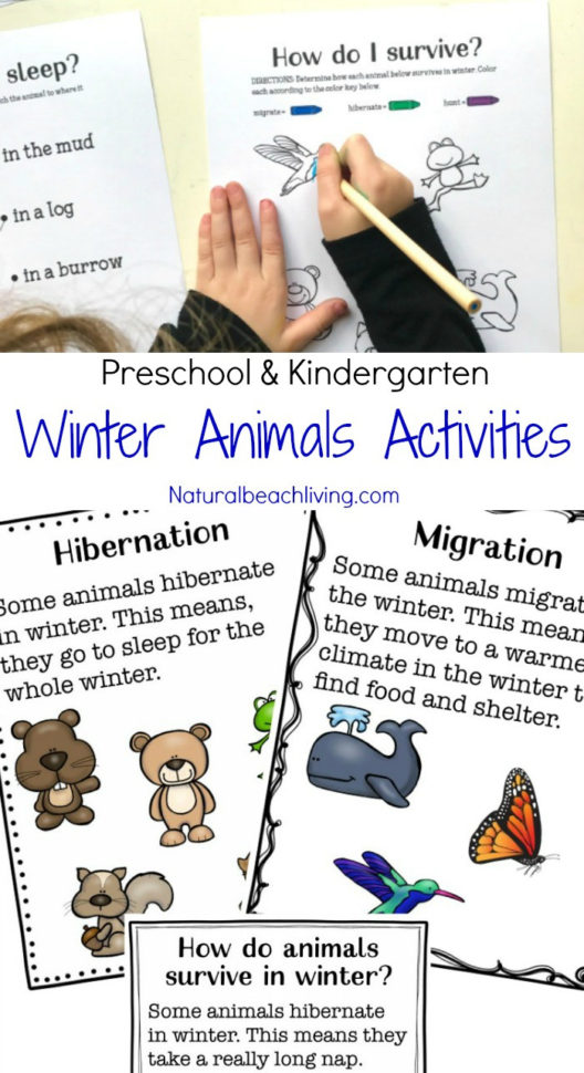 Winter Animals For Preschool Activities  Natural Beach Living