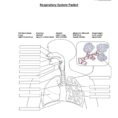 Wksts Respiratory System Packet