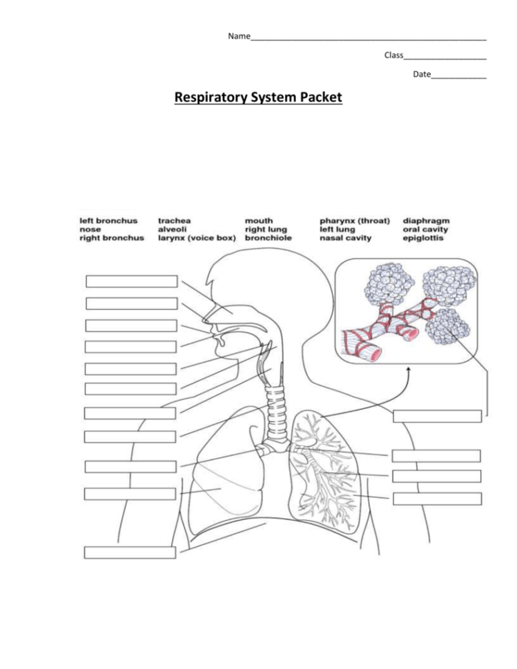 Wksts Respiratory System Packet