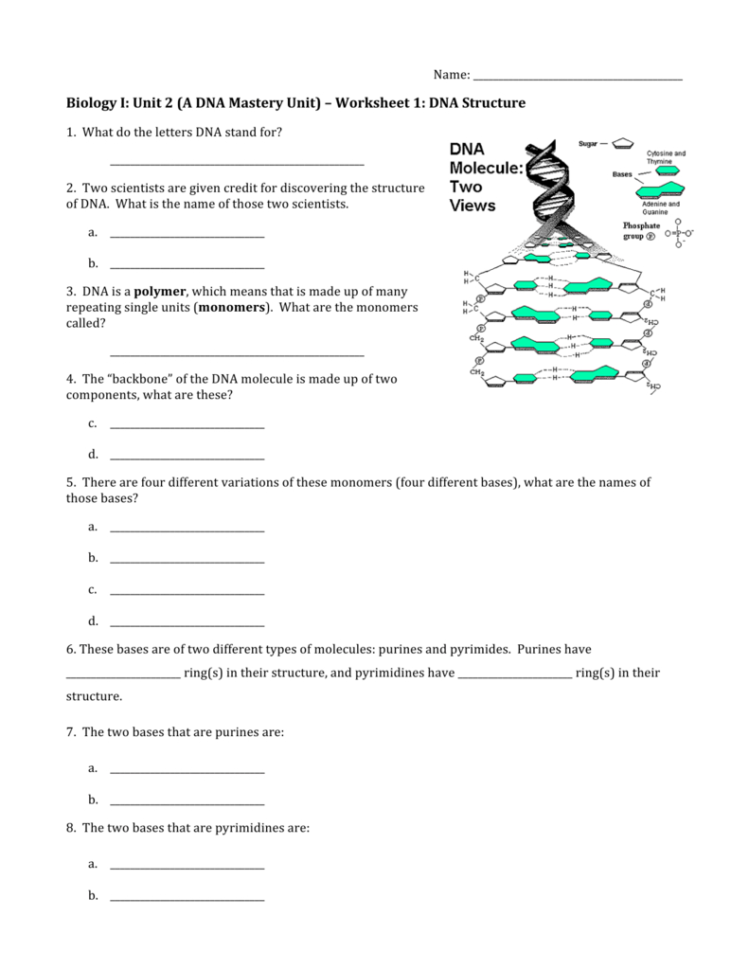 Worksheet 1  Dna Structure
