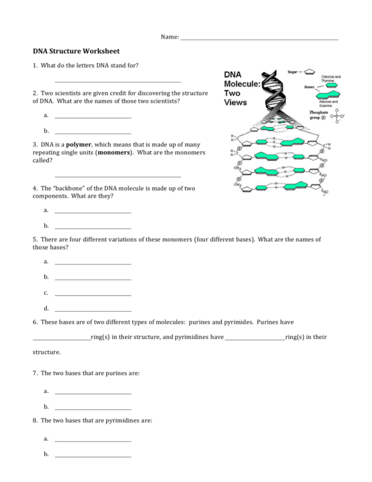 dna-model-activity-worksheet-answers-db-excel