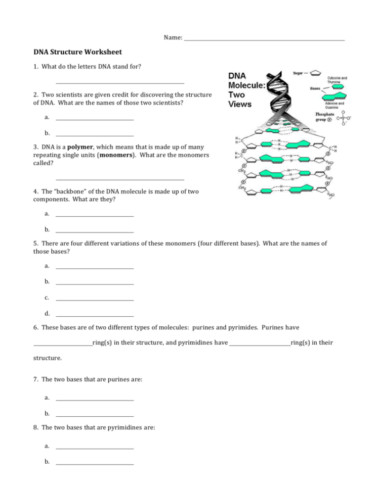Worksheet 1  Dna Structure
