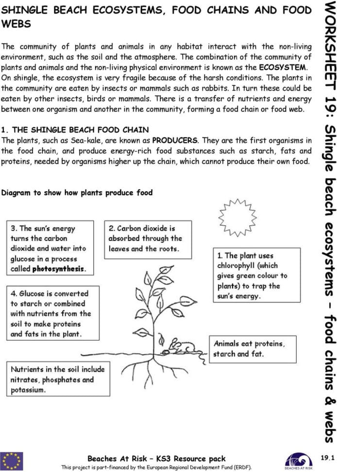 Worksheet 19 Shingle Beach Ecosystems Food Chains  Webs  Pdf