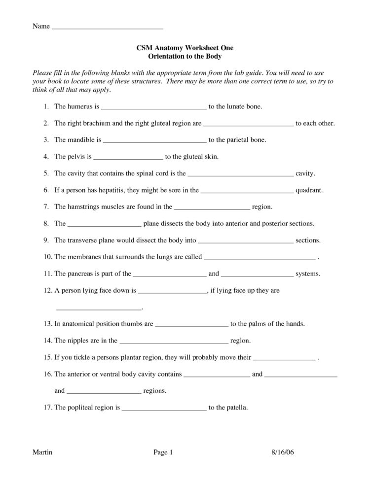 Worksheet Anatomical Terms Worksheet Anatomical