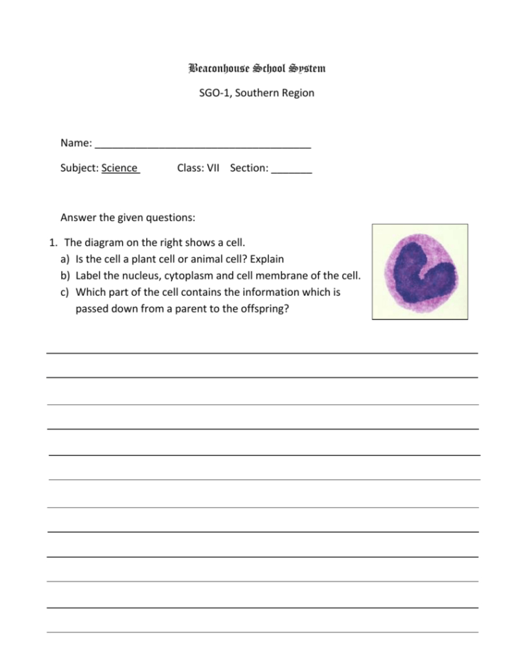 Worksheet  Animal  Plant Cells