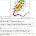 Worksheet Bacteria Worksheet Bacterial Cell Worksheet Pdf