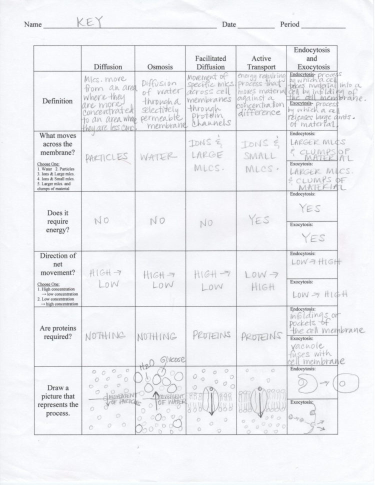 Worksheet Cell Cycle Worksheet Cell Division And The Cell