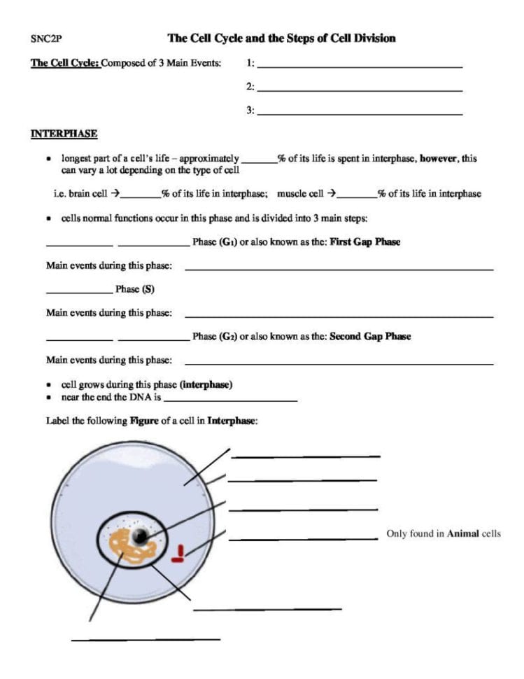 Worksheet Cell Division Worksheet The Cell Cycle And Steps