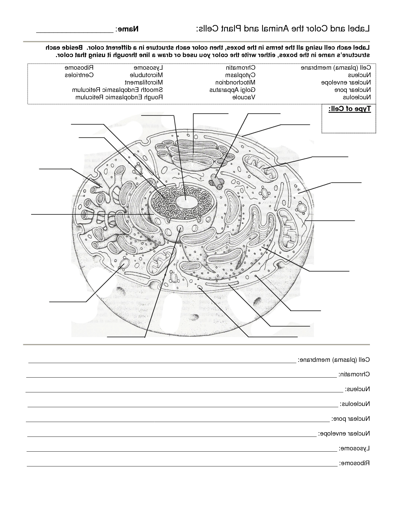 Worksheet Cell Worksheets Animal And Plant Cell Worksheets