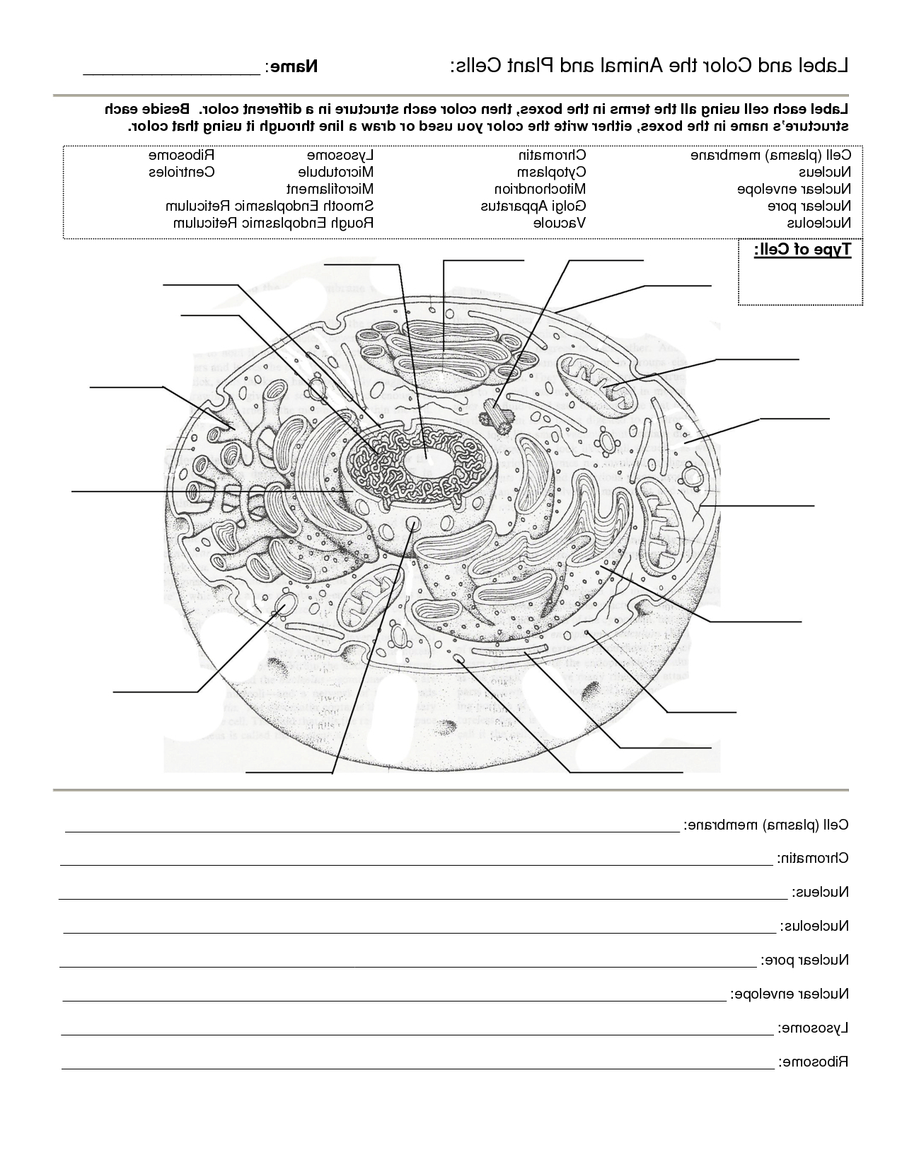 Cell Worksheet Pdf Db excel