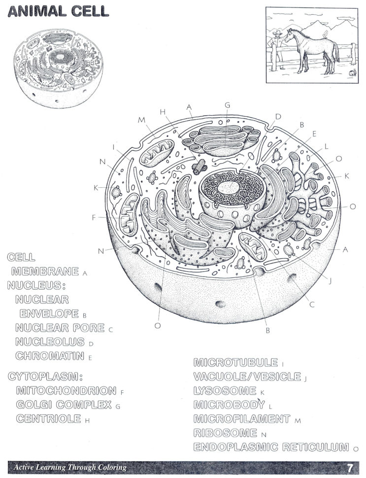 Worksheet Cell Worksheets Animal Cell Worksheet Colouring