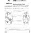 Worksheet Cell Worksheets Cell Biology Worksheets Kidz
