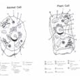 Worksheet Cell Worksheets Plant Cell Essay Animal