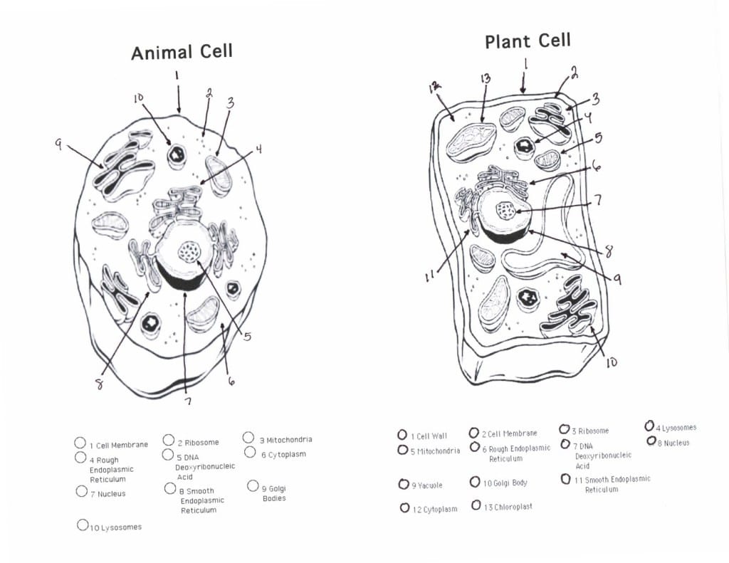 Worksheet Cell Worksheets Plant Cell Essay Animal