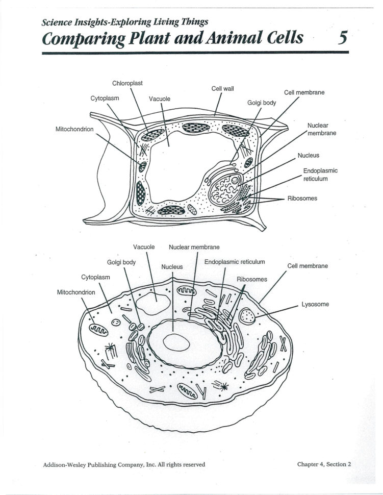 Worksheet Cell Worksheets Plant Cell Worksheet Grade The