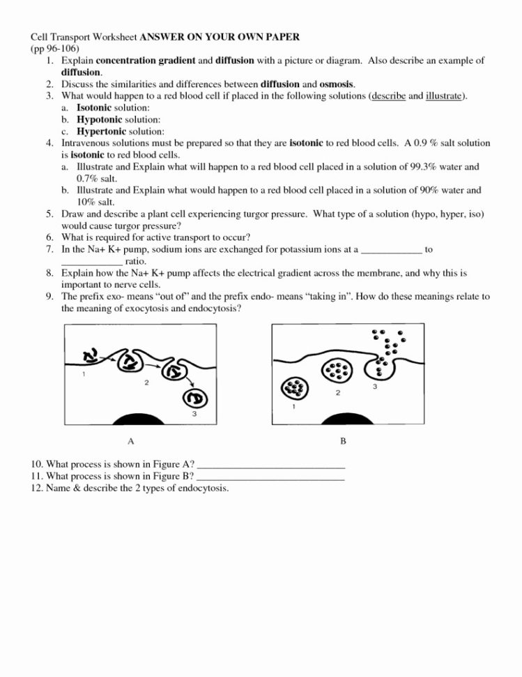 Worksheet Cellular Transport Worksheet Active Transport