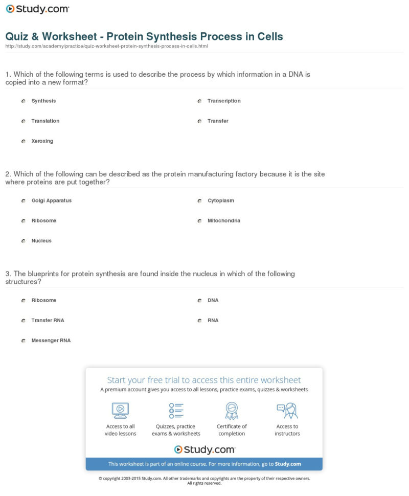 Worksheet Chapter 12 Protein Synthesis Worksheet Answers