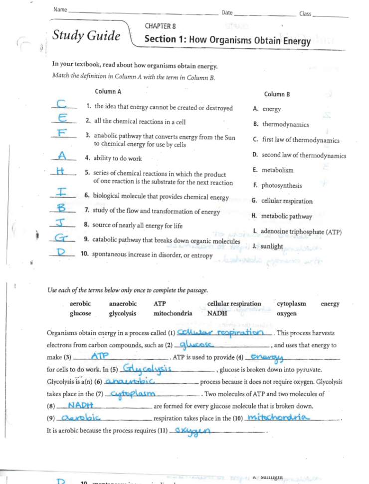 Worksheet Chapter 9 Energy In A Cell Answers Section 1
